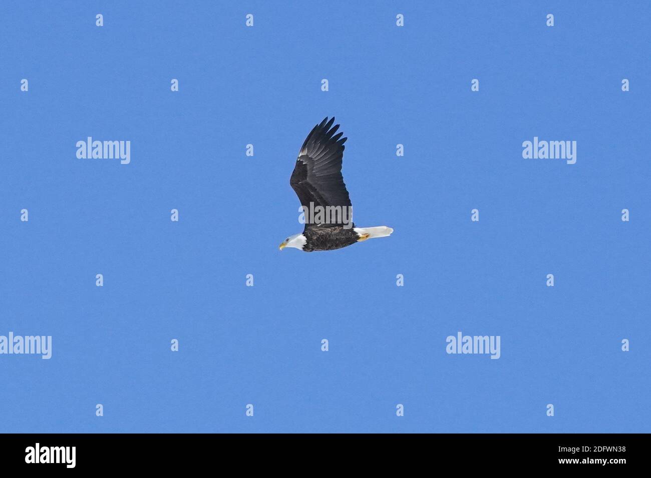 Wild Bald eagle flying in winter sky Stock Photo