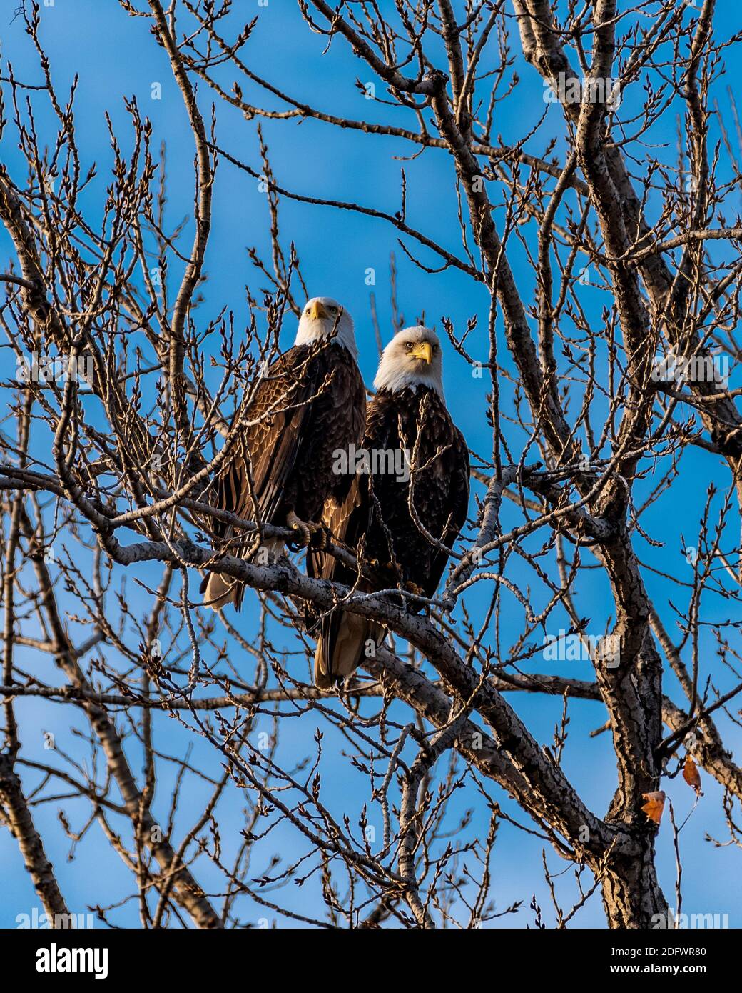 Bald Eagle Pair Perched in Tree Stock Photo