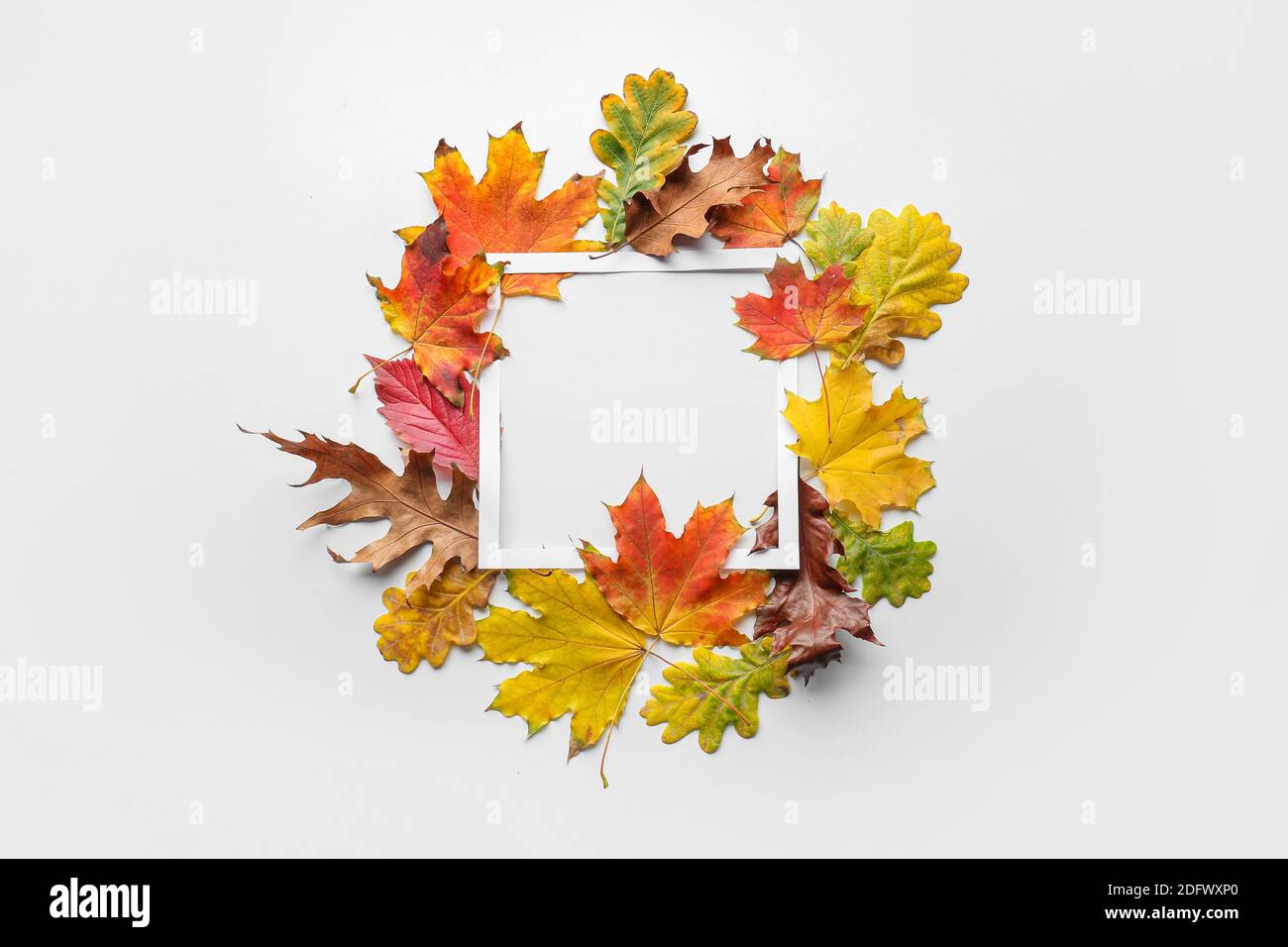 Beautiful autumn composition with leaves and blank frame on white ...