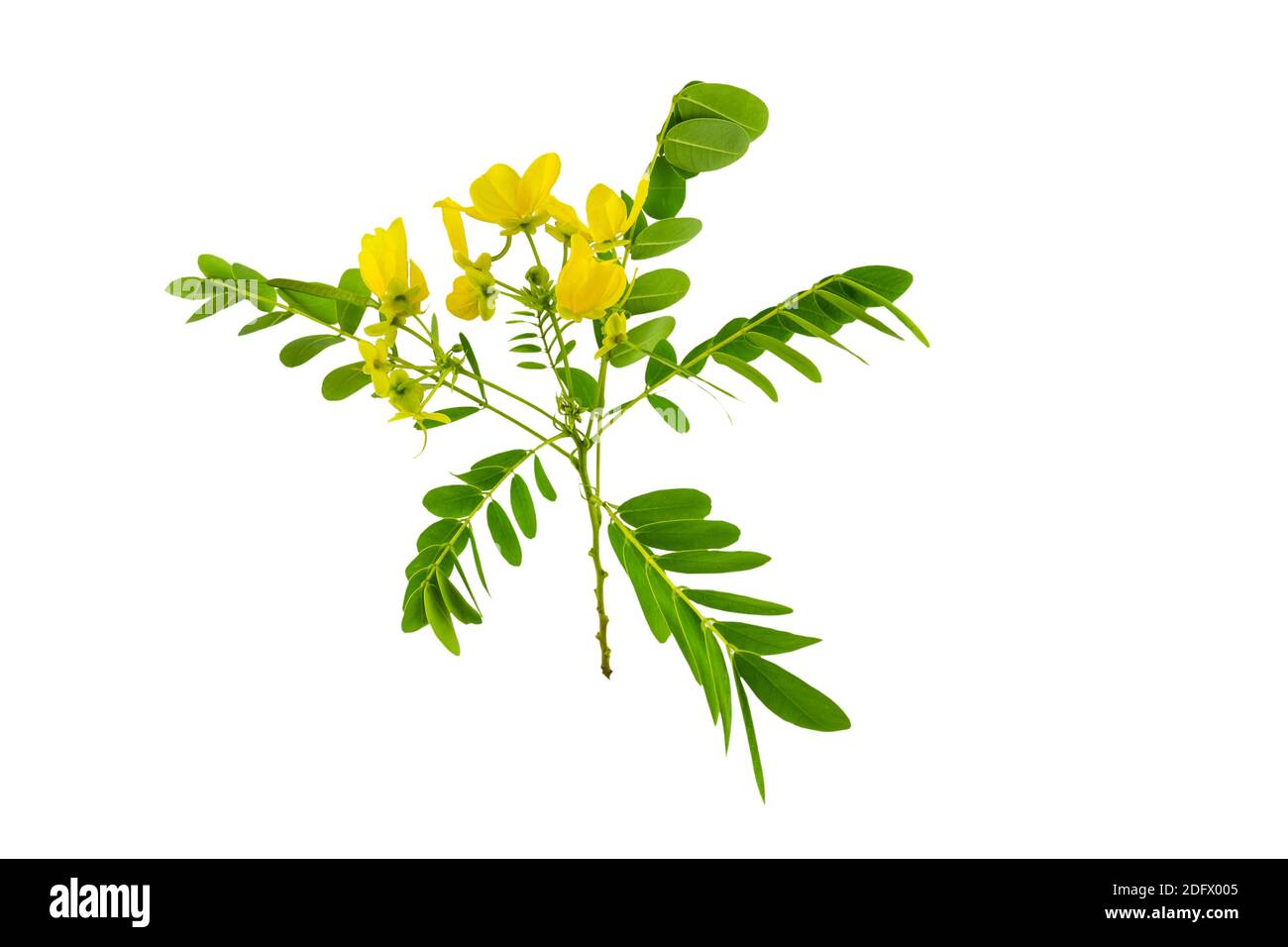 Closed up yellow flower American Cassia or Golden Wonder isolated on white background.Saved with clipping path. Stock Photo