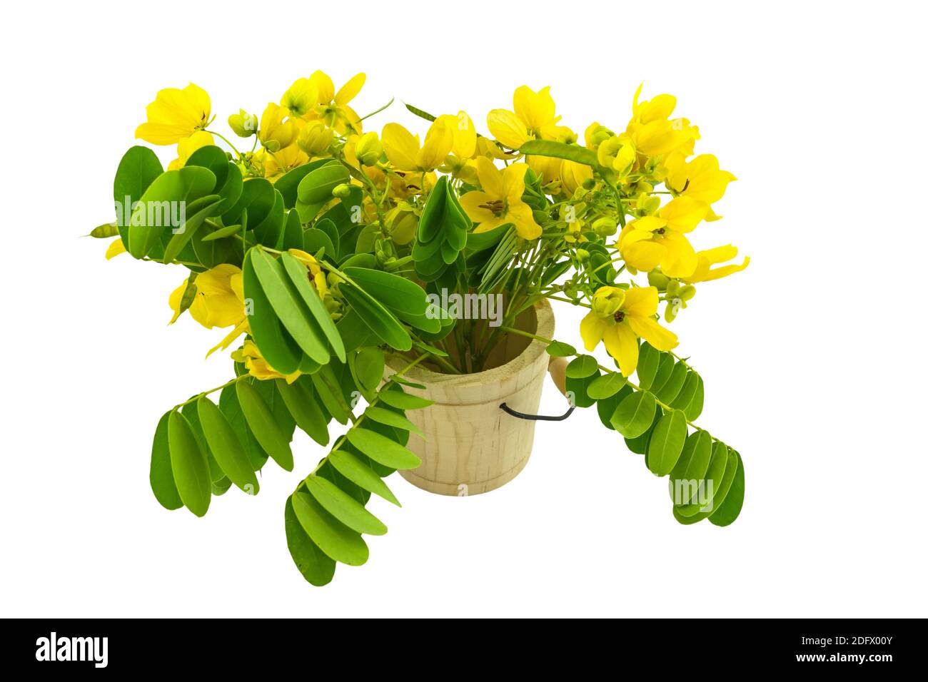 Closed up yellow flower American Cassia or Golden Wonder isolated in wooden csaks on white background.Saved with clipping path. Stock Photo
