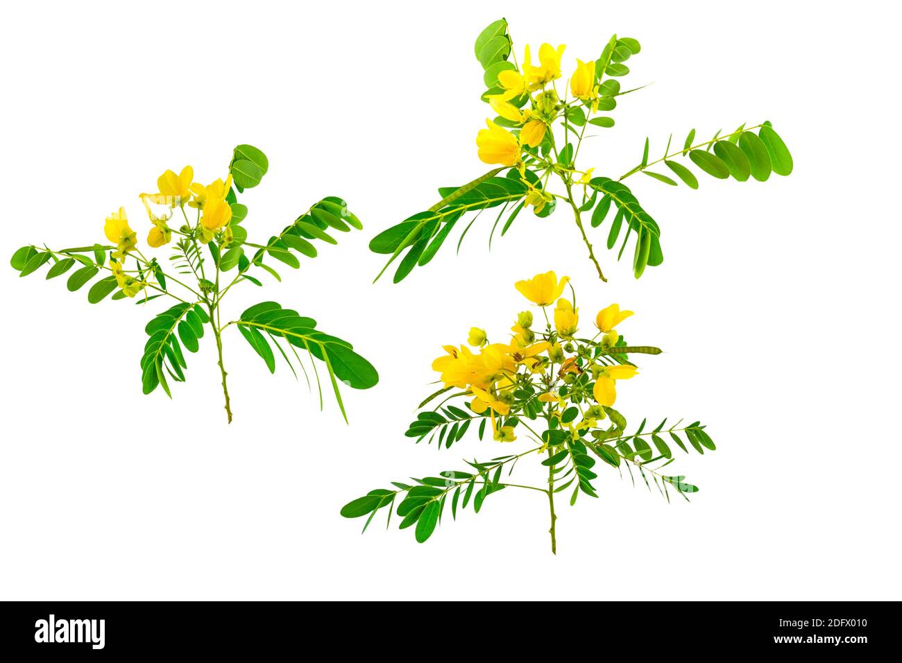 Closed up group of yellow flower American Cassia or Golden Wonder isolated on white background. Stock Photo