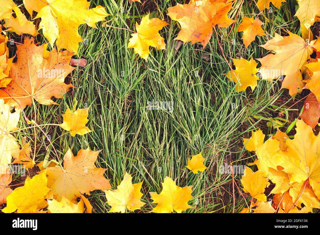 Fallen leaves on grass in autumn park Stock Photo - Alamy
