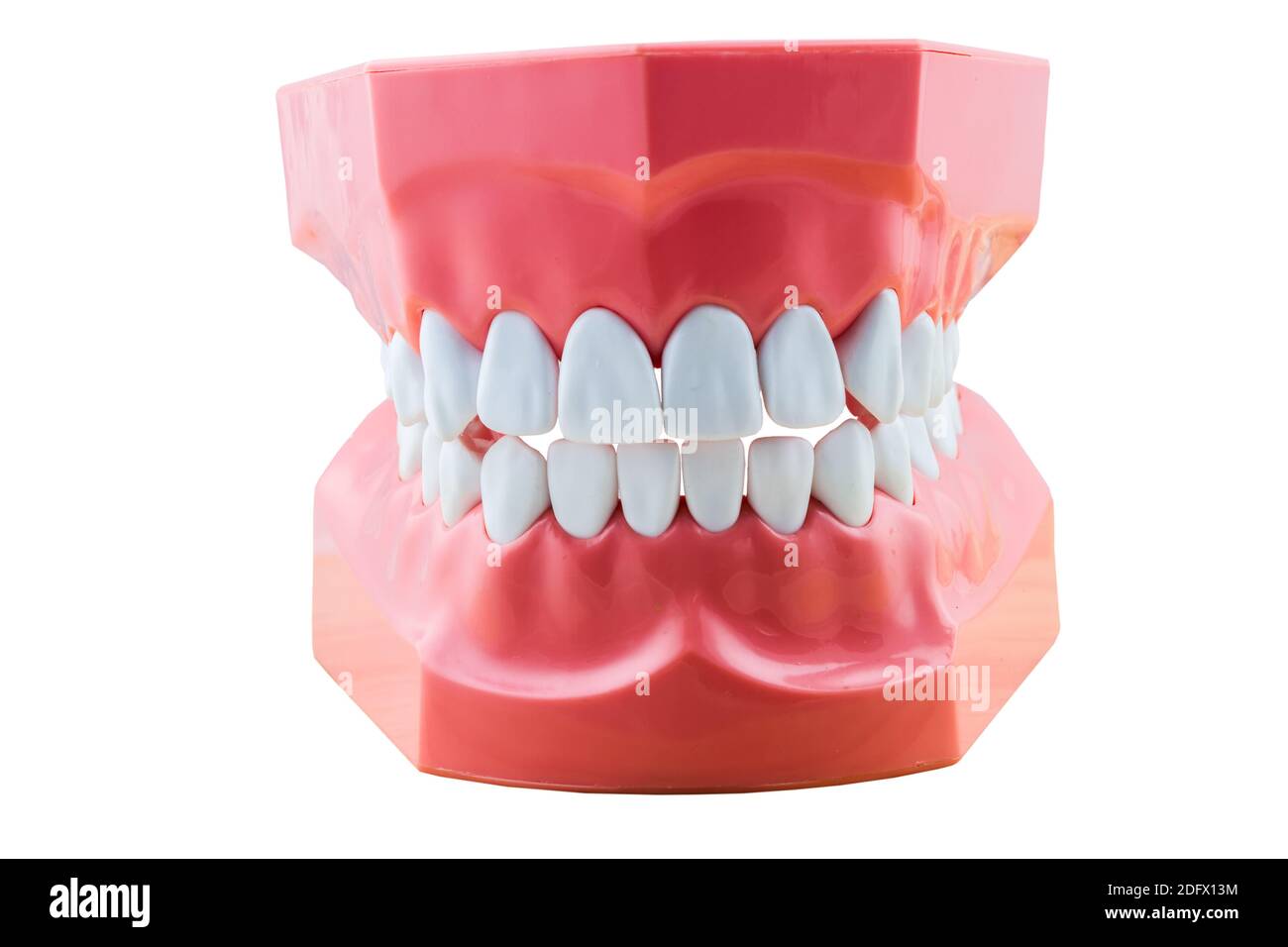 Big tooth model for demonstation isolated on white background.Saved with clipping path Stock Photo