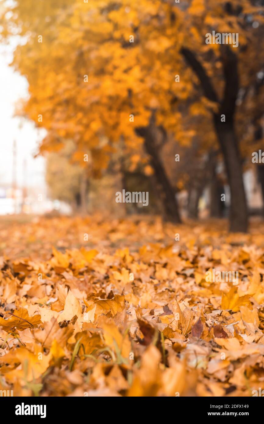 Fallen leaves on the ground in autumn park Stock Photo - Alamy