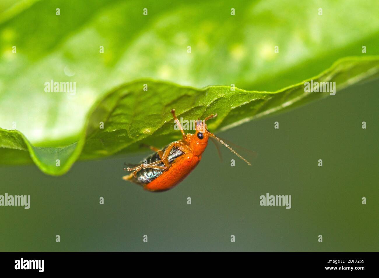 Squash beetle hires stock photography and images Alamy