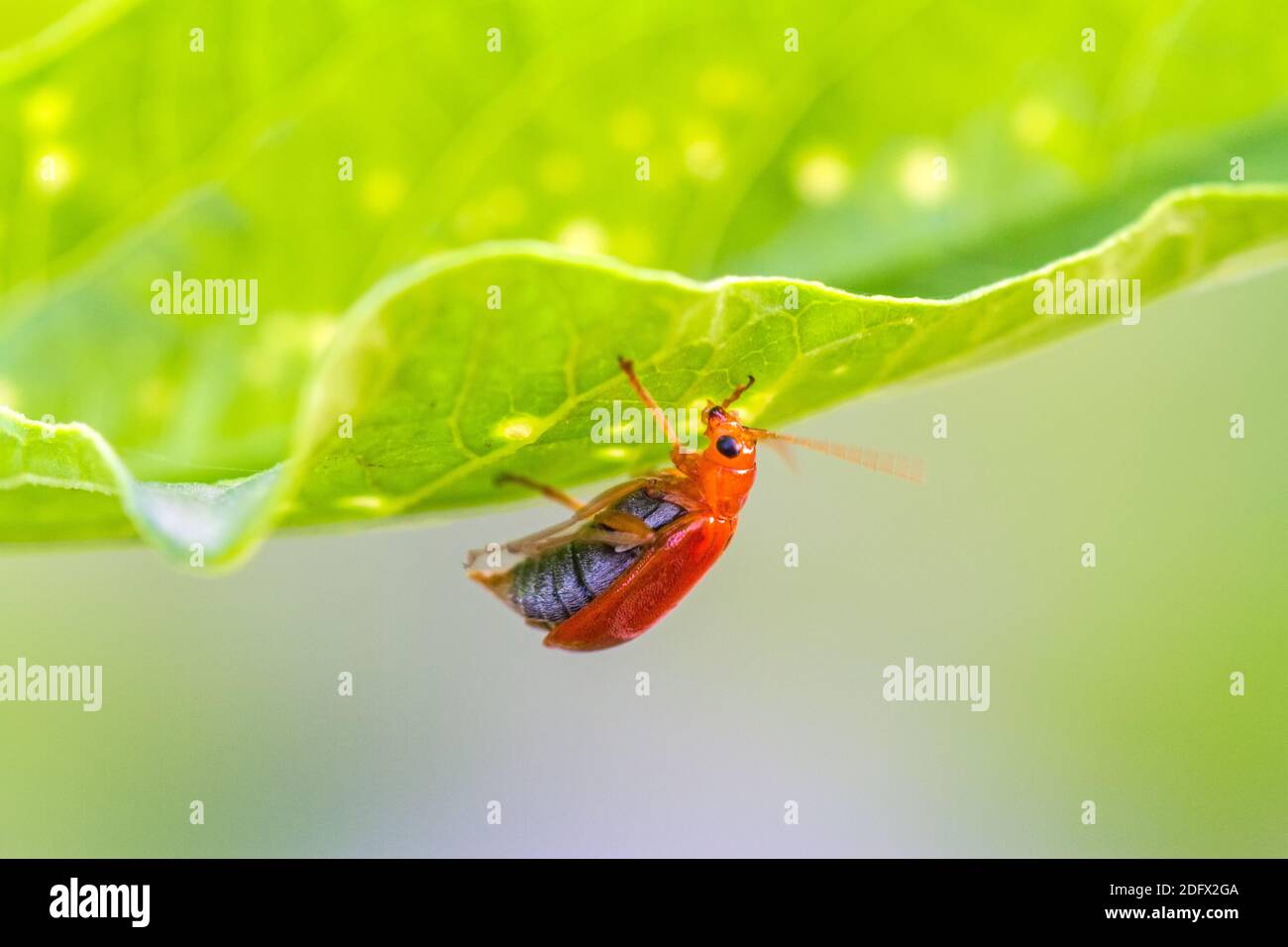Yellow squash beetle hires stock photography and images Alamy
