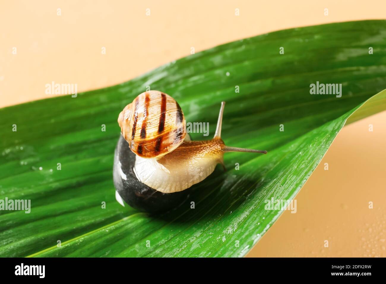 Snail and green leaf on color background Stock Photo - Alamy