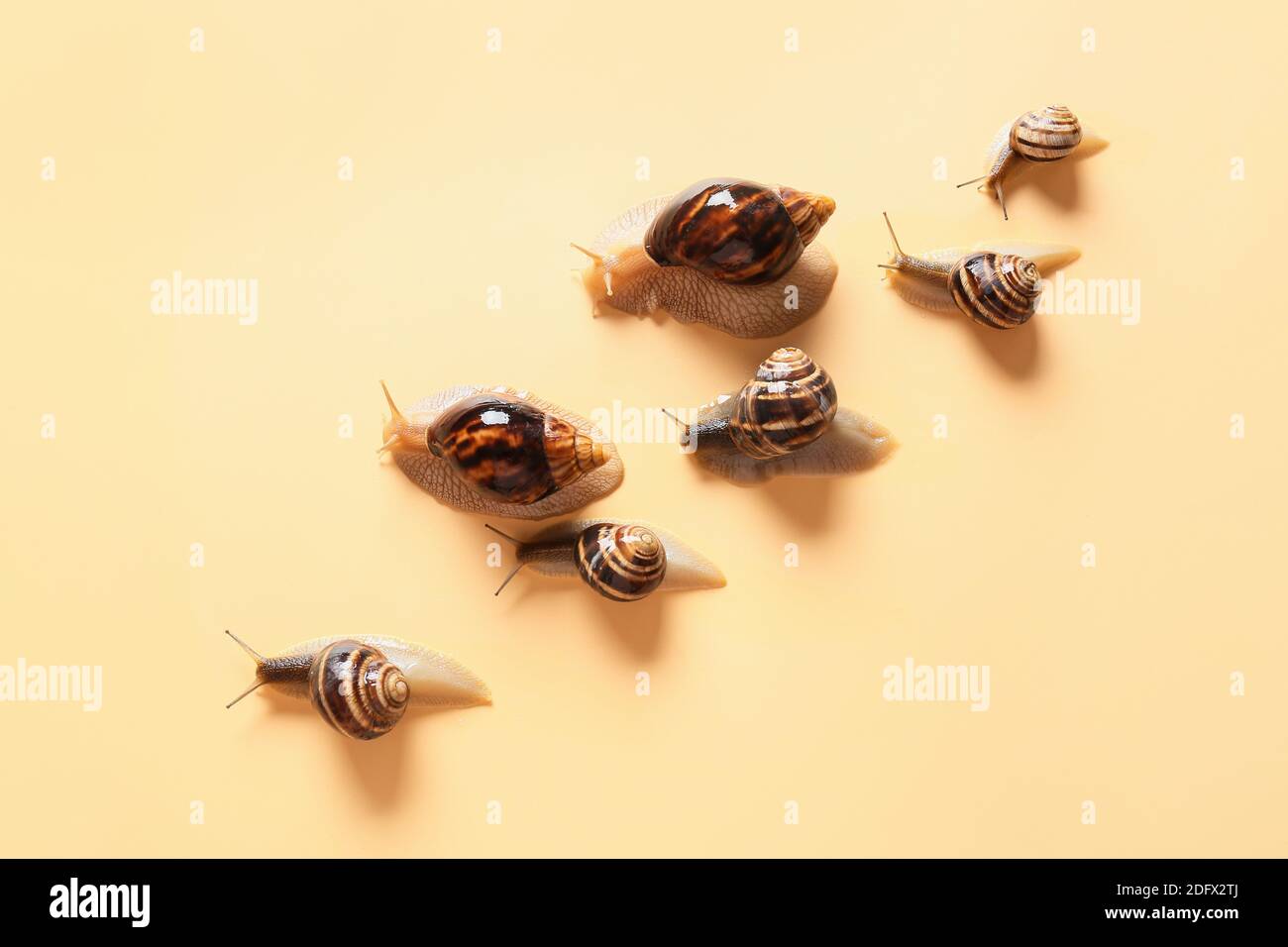 Different snail species hi-res stock photography and images - Alamy