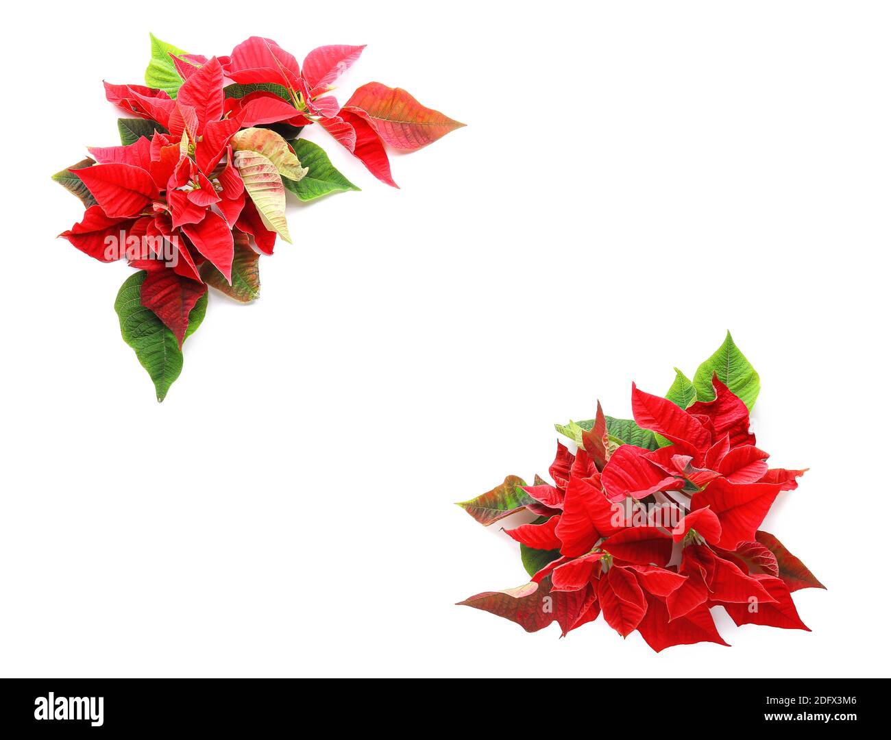 Composition with flowers of Christmas plant poinsettia on white