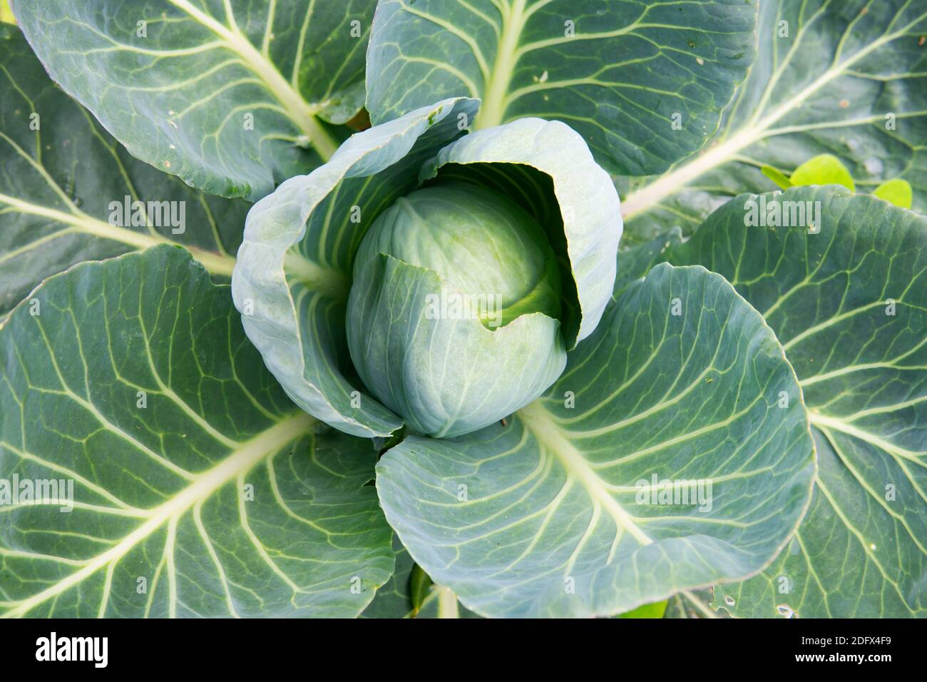 Cabbage agriculture hires stock photography and images Alamy