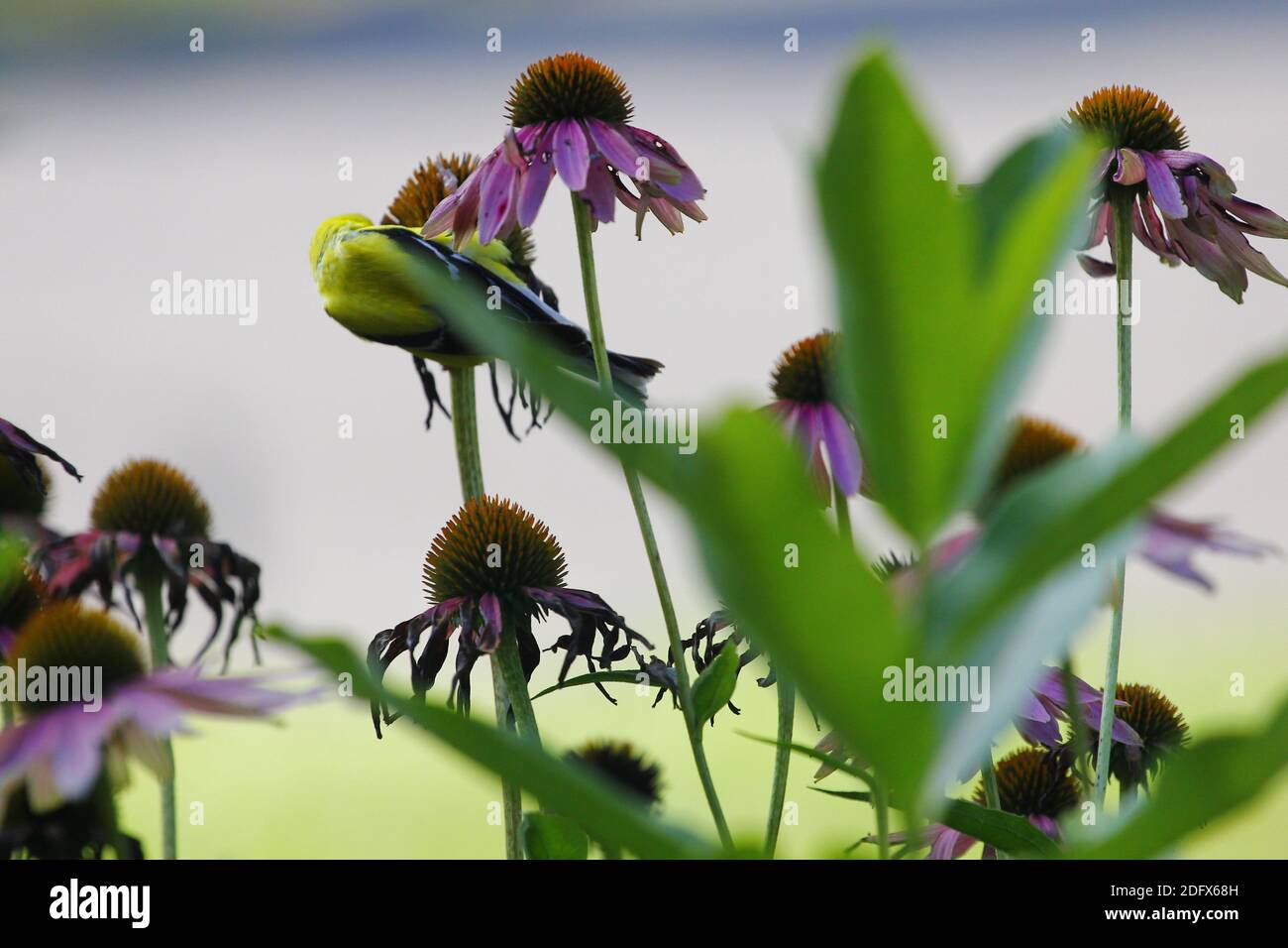 Goldfinch on Coneflower Stock Photo - Alamy