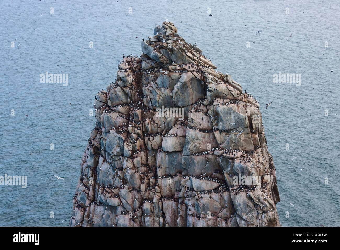 Brunnich's guillemots on the cliff, Kolyuchin Island, Bering Sea, Russian Far East Stock Photo