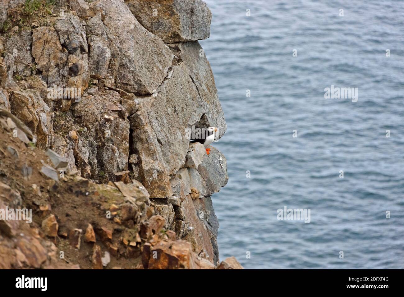 Puffin on the cliff, Kolyuchin Island, Bering Sea, Russian Far East Stock Photo