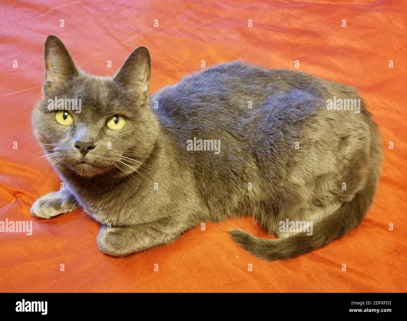 A cute Russian Blue cat on a red background Stock Photo