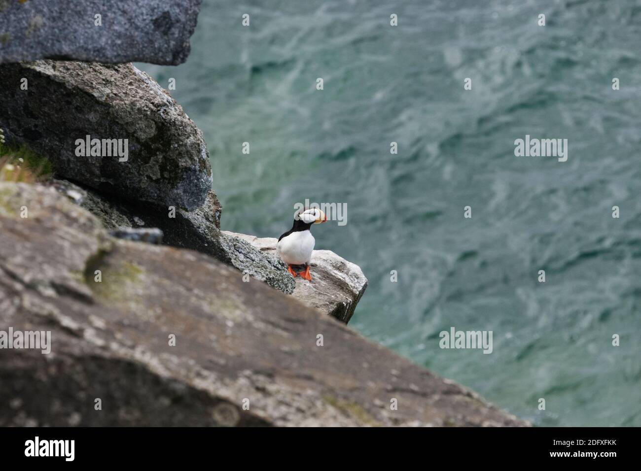 Horned Puffin (Fratercula corniculata) on Kolyuchin Island, Bering Sea, Russian Far East Stock Photo