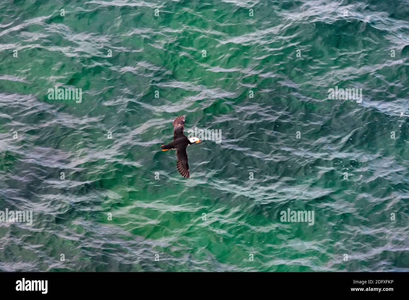 Puffin flying over the Bering Sea, Russian Far East Stock Photo