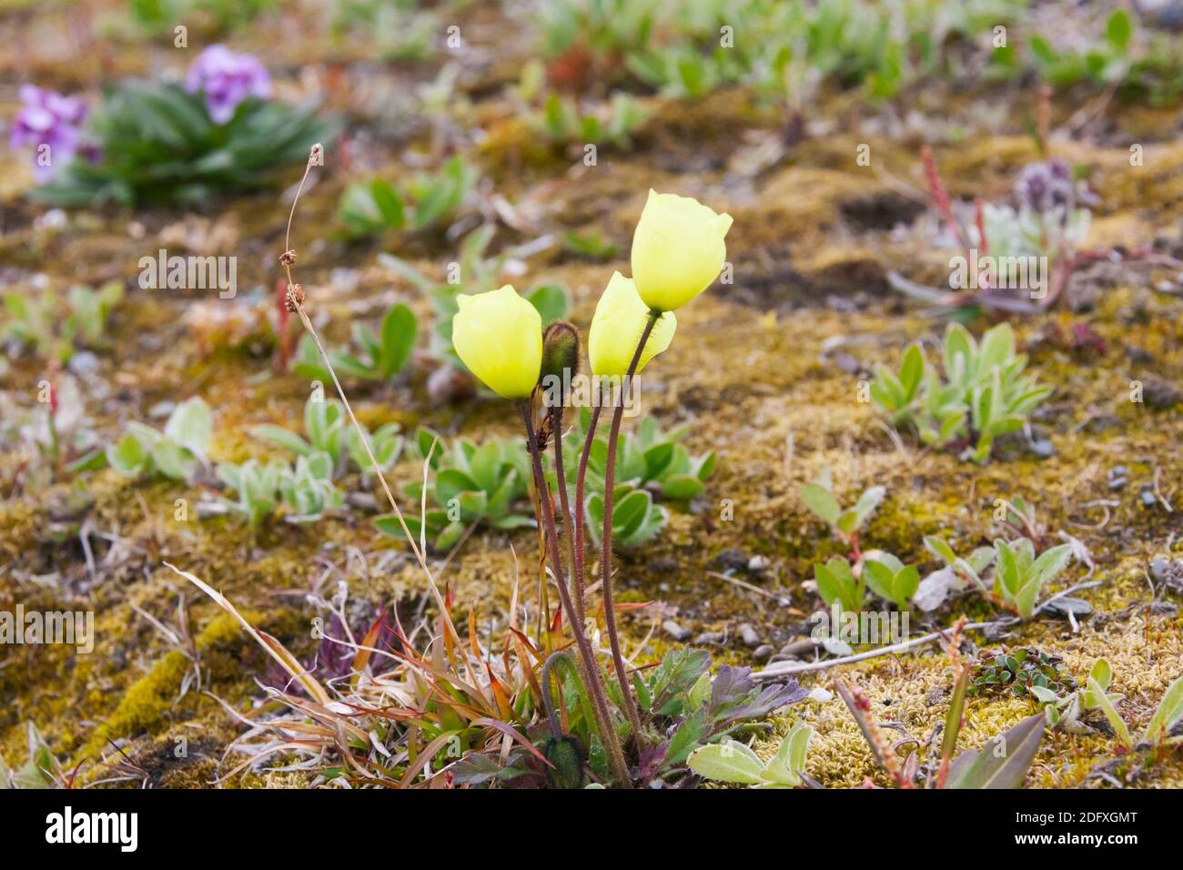 Arctic Poppy (Papaver radicatum), Wrangel Island, Chukchi Sea, Russia Far East Stock Photo