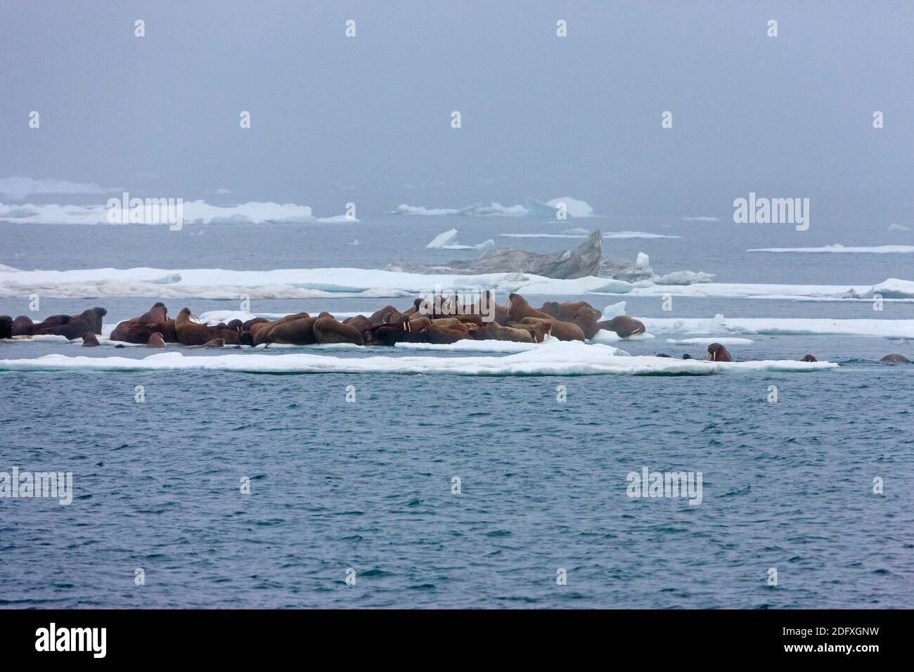 Walruses on floating ice, Chukchi Sea, Russia Far East Stock Photo
