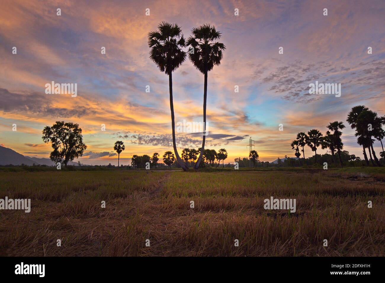 Palmary tree hi-res stock photography and images - Alamy