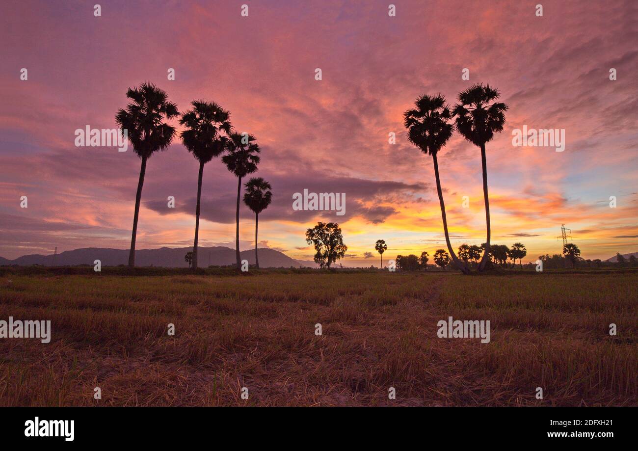 Palmary tree hi-res stock photography and images - Alamy