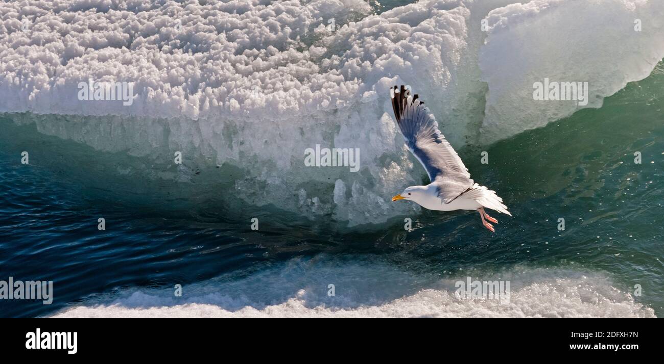 Seagull flying over iceberg on Bering Sea, Russia Far East Stock Photo
