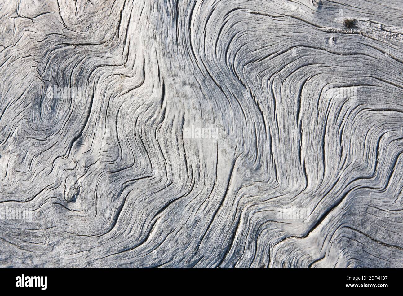 Drift wood pattern, Cape Onman, Chukchi Sea, Russia Far East Stock Photo