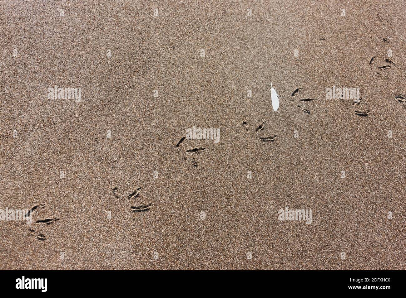 Bird footprints and feather on sand, Russia Far East Stock Photo