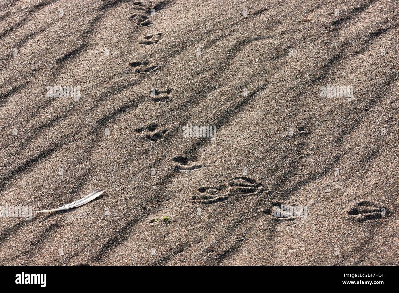 Bird footprints and feather on sand, Russia Far East Stock Photo