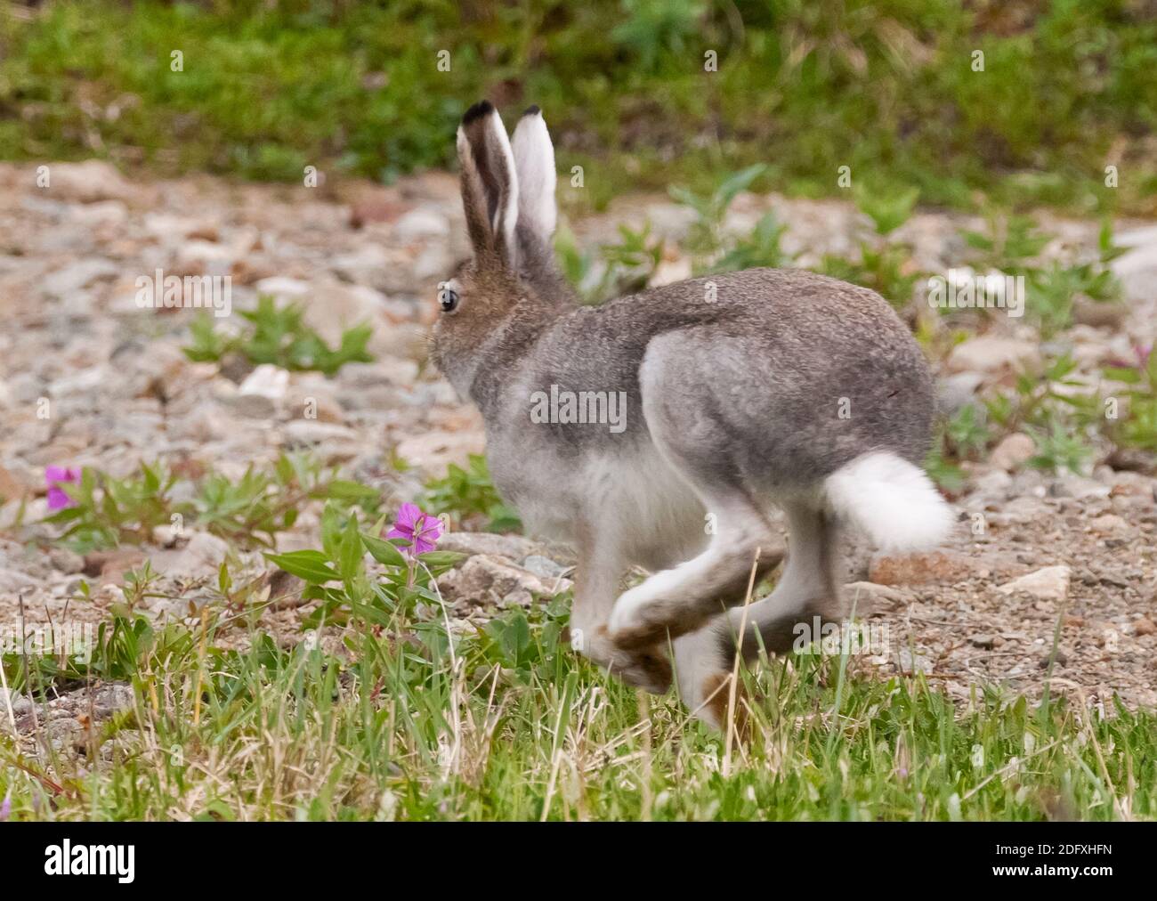 Arctic hare (Lepus arcticus), Yttygran Island, Bering Sea, Russia Far East Stock Photo