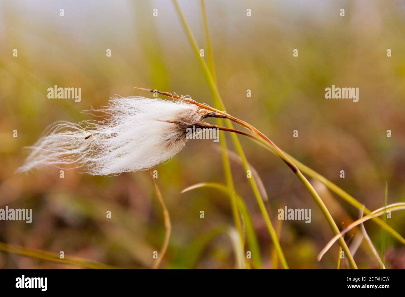 Arctic Cotton Grass (Eriophorum scheuchzeri), Yttygran Island, Russia Far East Stock Photo