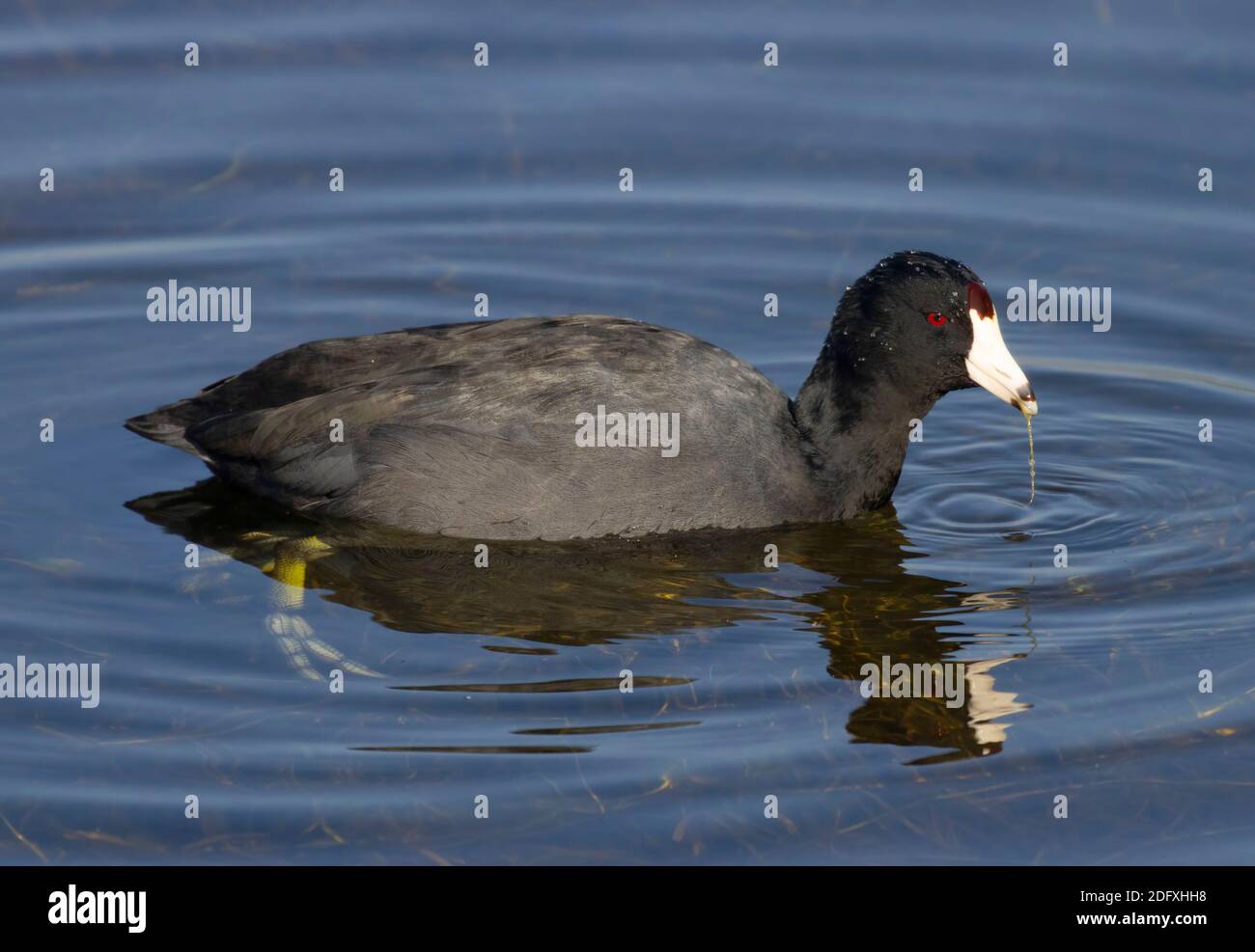 American coot (Fulica americana), Merced National Wildlife Refuge, California Stock Photo