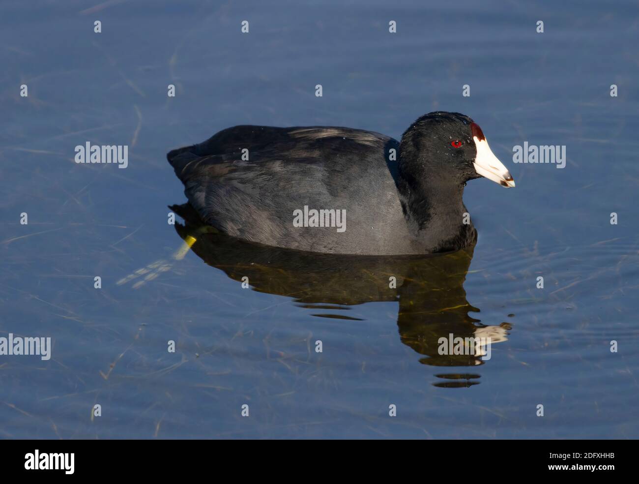 American coot (Fulica americana), Merced National Wildlife Refuge, California Stock Photo