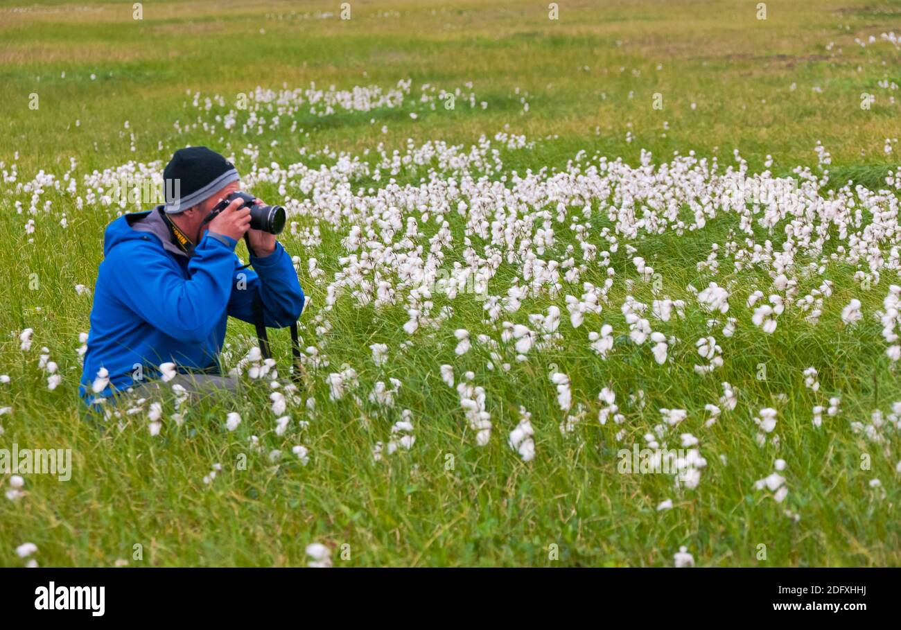 Tourist photographing Arctic Cotton Grass (Eriophorum scheuchzeri), Yttygran Island, Bering Sea, Russia Far East Stock Photo