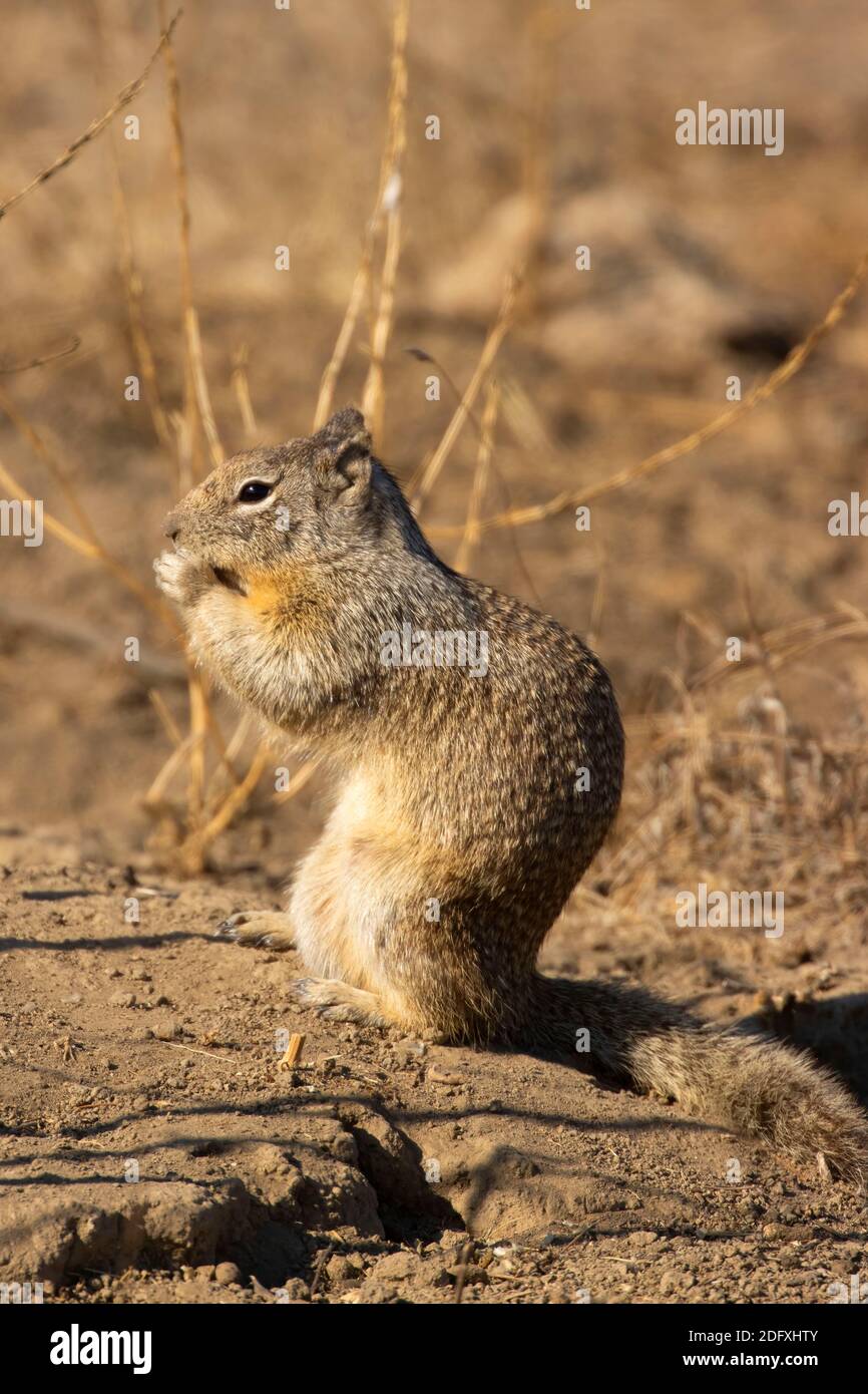 California Ground Squirrel (Spermophilus beecheyi), Merced National Wildlife Refuge, California Stock Photo