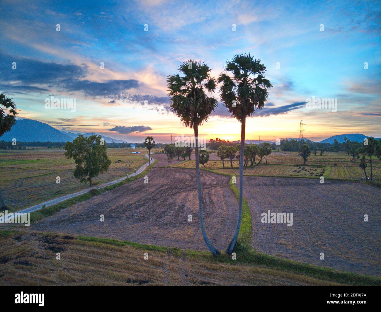 Palmary tree hi-res stock photography and images - Alamy