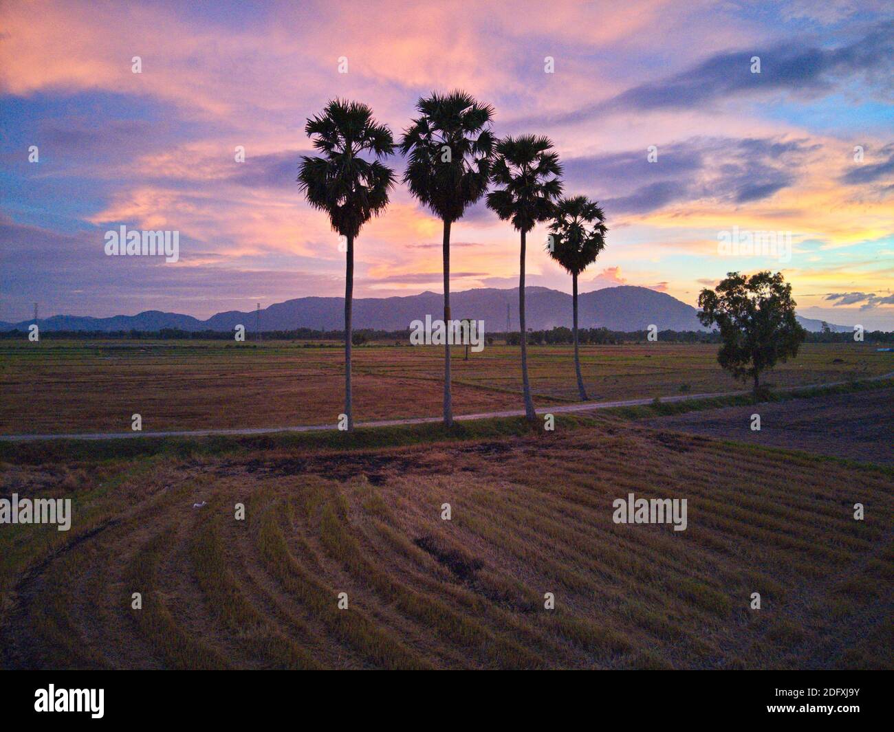 Palmary tree hi-res stock photography and images - Alamy