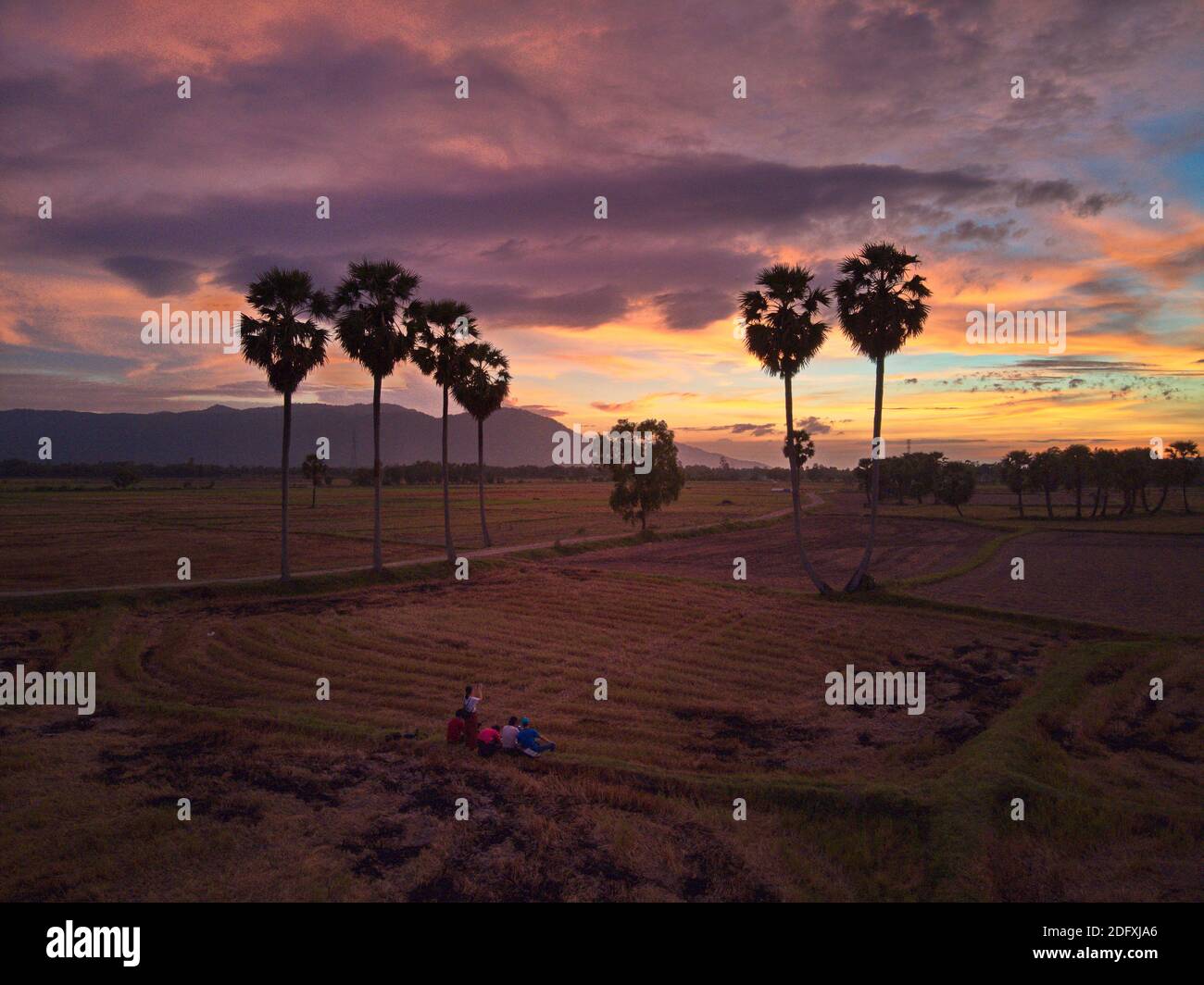 Famous palmary trees in An Giang province, Vietnam at sunset Stock ...