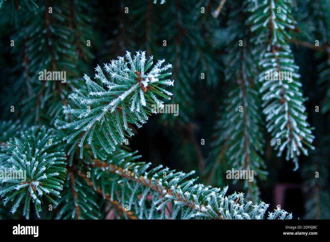 Closeup close up branch hi-res stock photography and images - Alamy