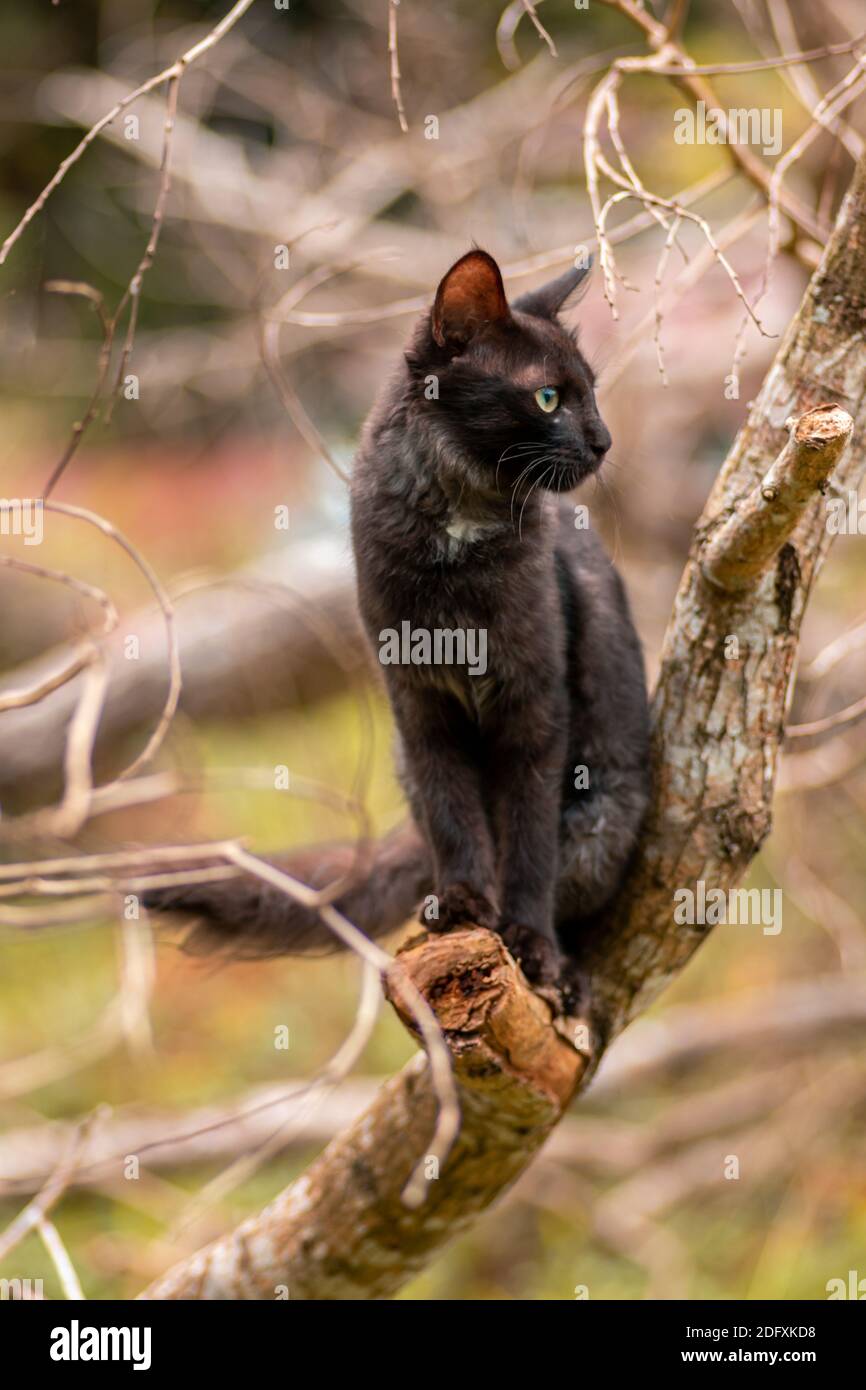 Sitting on a branch and staring at the side as cat poses, eyes focus and ears up cat on full alert of the surrounding. Stock Photo