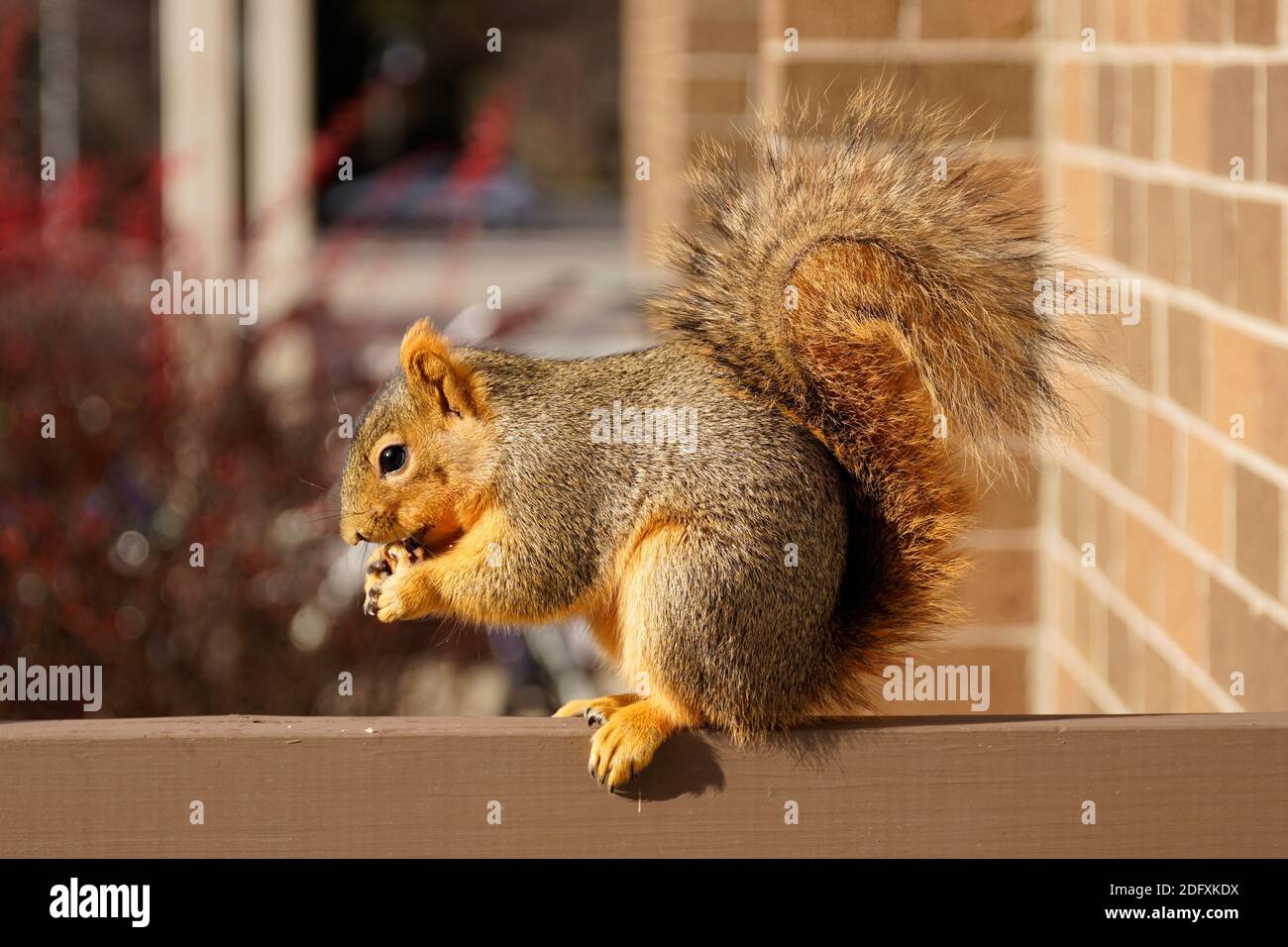 The squirrel eats a walnut on the bar of balcony Stock Photo Alamy