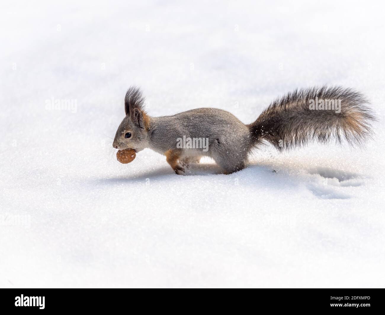 A squirrel with a walnut in its teeth quickly runs through the white snow in winter forest. Eurasian red squirrel, Sciurus vulgaris Stock Photo