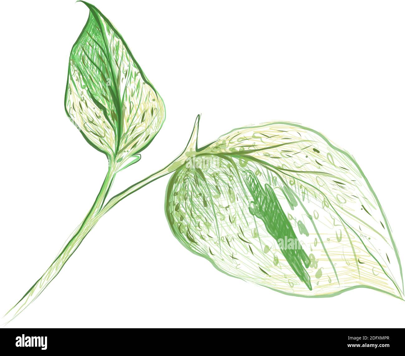 house plants vector illustrations | Creative Market