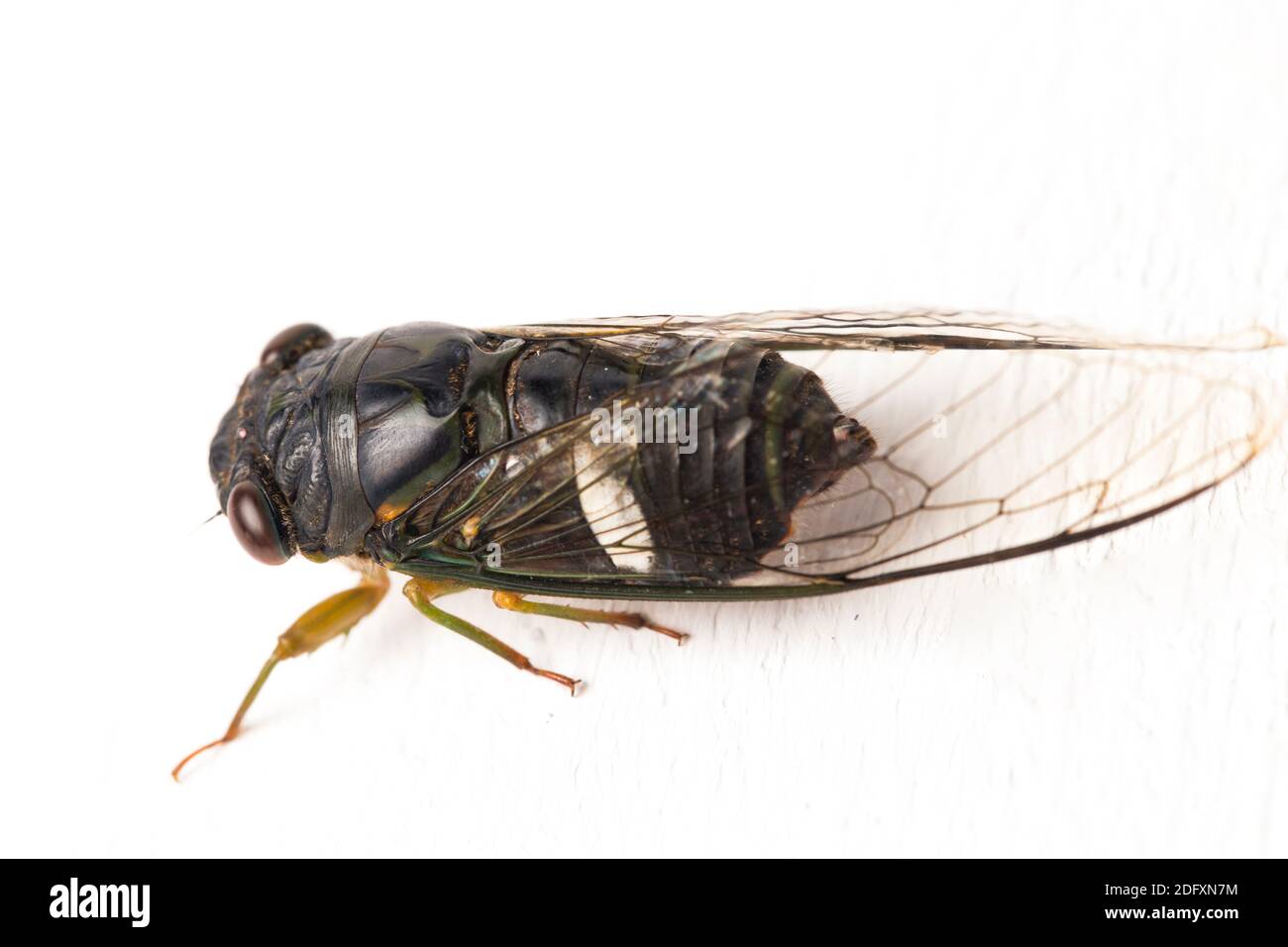 cicada insect isolated on white background Stock Photo - Alamy