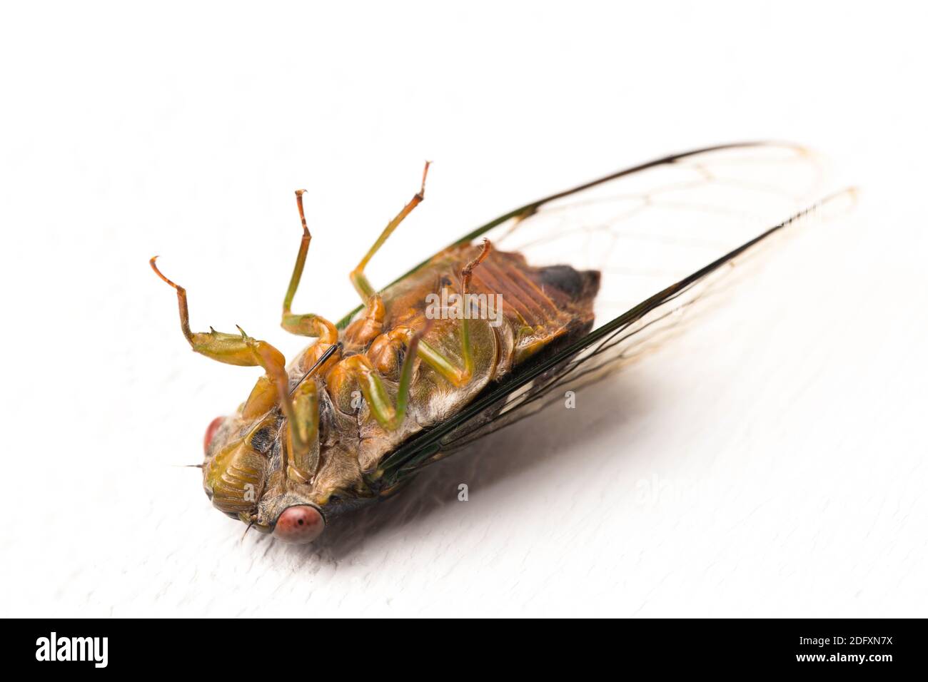cicada insect isolated on white background Stock Photo