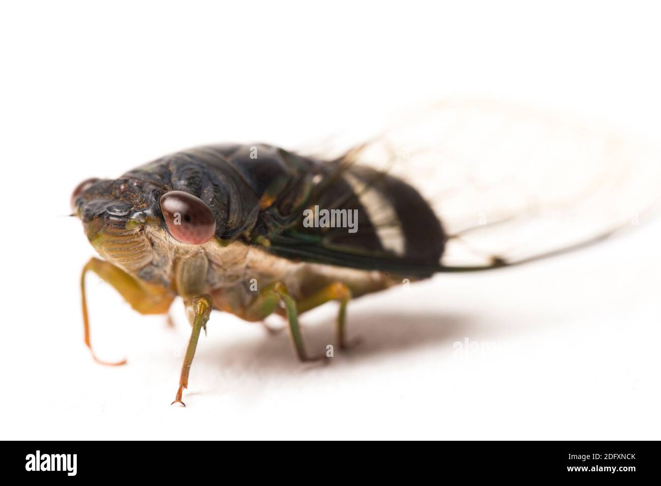cicada insect isolated on white background Stock Photo
