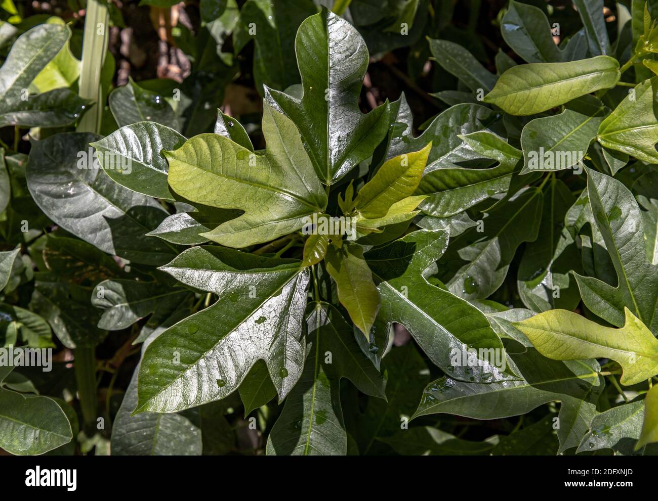 Jatropha integerrima (commonly known as peregrina or spicy jatropha). A ...