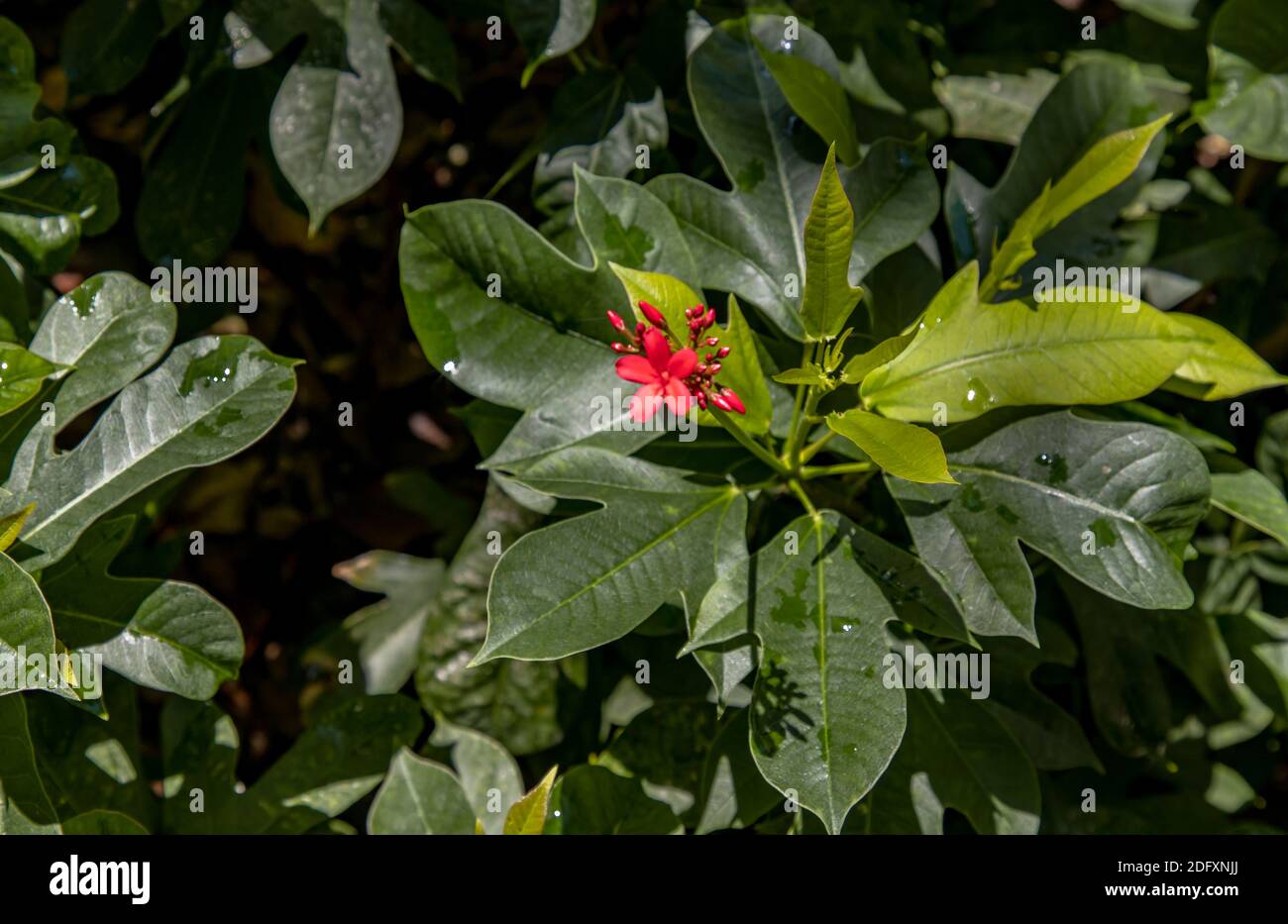 Jatropha integerrima (commonly known as peregrina or spicy jatropha). A ...