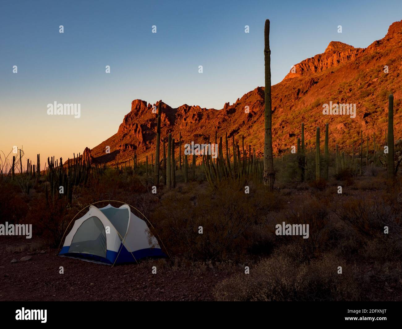 The beautiful desert at Alamo Canyon Campground in Organ Pipe Cactus National Monument, Arizona, USA Stock Photo