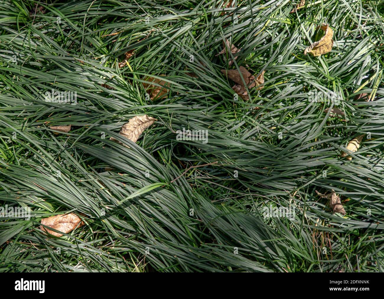 Cyperus esculentus or Evergold sedge is a crop of the sedge family. Grassland background. Stock Photo